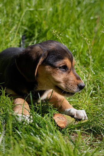 puppy on grass. dog in grass. dog lying in grass. beagle puppy in the grass. Puppy playing on green grass in summer garden garden