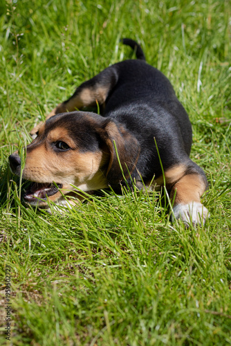 puppy on grass. dog in grass. dog lying in grass. beagle puppy in the grass. Puppy playing on green grass in summer garden garden