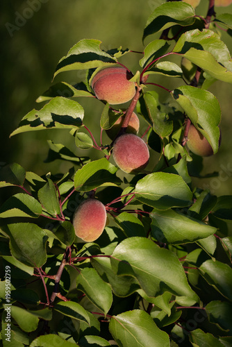 green peaches on a tree branch. growing peaches in the garden. young peaches on a branch