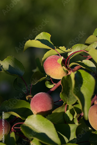 green peaches on a tree branch. growing peaches in the garden. young peaches on a branch