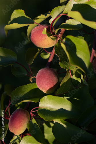 green peaches on a tree branch. growing peaches in the garden. young peaches on a branch