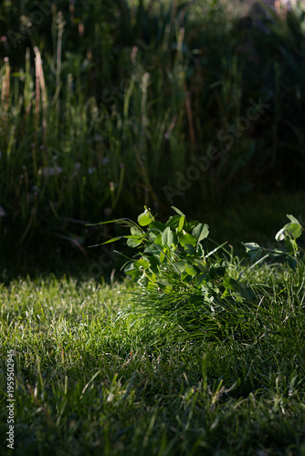 green grass in the morning