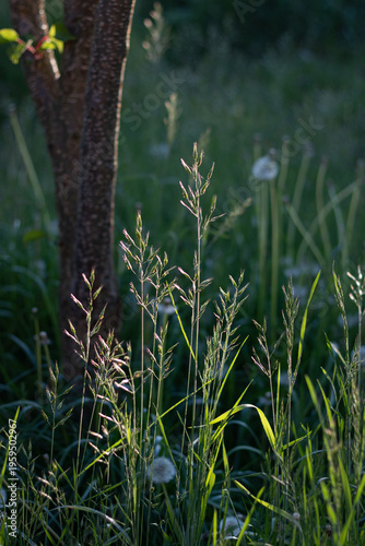 morning mist in the forest. spring in the forest. garden at sunset. green grass in the garden against the sun. atmosphere of the garden on a summer day