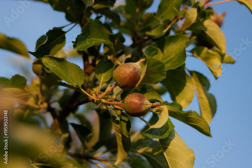 apples on tree. apples on a branch. young apples on a tree branch in the garden. apple growth in the garden. close-up of a young apple on a branch