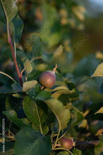 apples on tree. apples on a branch. young apples on a tree branch in the garden. apple growth in the garden. close-up of a young apple on a branch