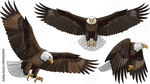 Bald eagle flying set with spread wings hunting attack and landing poses wildlife bird vector illustration majestic predator isolated design