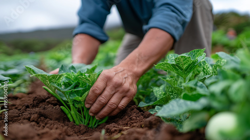 Indigenous food sovereignty advocate harvesting traditional three sisters crops of corn beans and squash from community garden, cultural knowledge being practiced and preserved thr