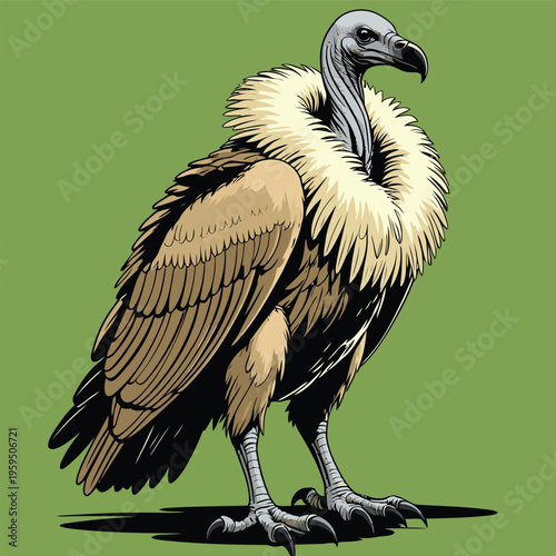 vector image of a carrion-eating vulture