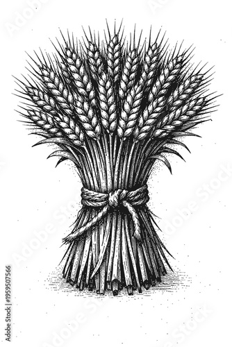 Exquisite black and white engraving depicting a meticulously bundled wheat sheaf, secured with rustic twine, embodying the timeless spirit of harvest, agricultural bounty, and prosperity. A perfect vi