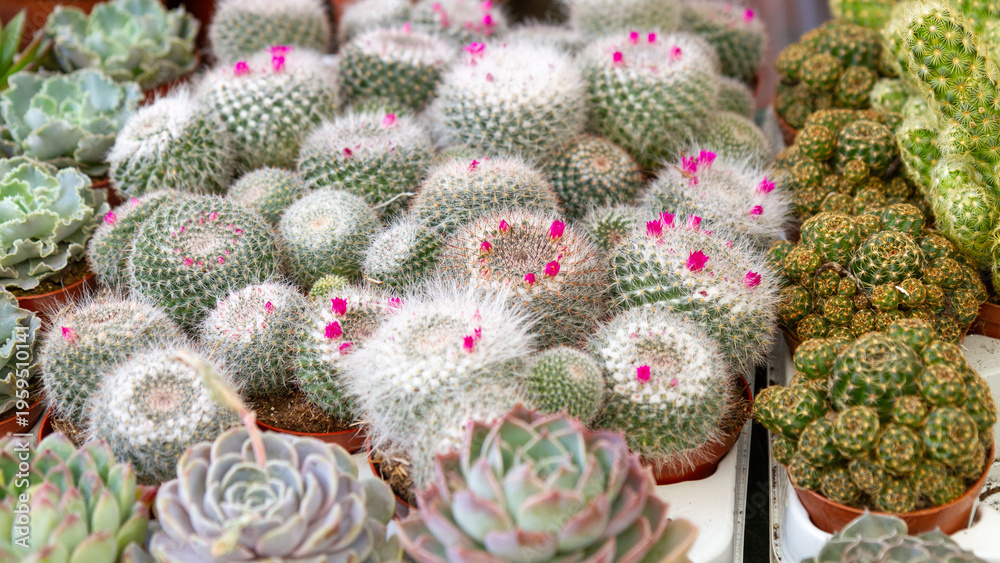 Fototapeta premium Collection of small cactus and succulent plants in pots with pink flowers. Decorative houseplants for home gardening, botanical collection, desert plant care and indoor greenery concept.