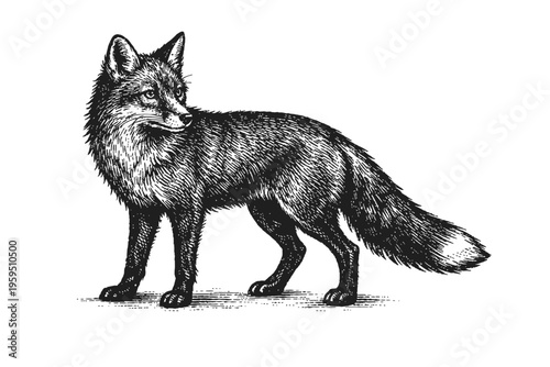 Detailed Vintage Black & White Woodcut Engraving of a Wild Fox, Showcasing Intricate Fur, Graceful Stance. Perfect for Classic Wildlife Art, Rustic Decor, Nature-Themed Designs, Educational Materials.
