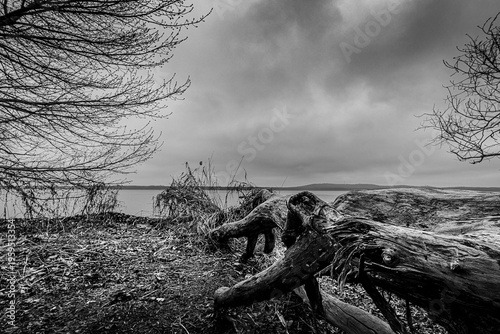 Umgestürzter Baum am Ufer des Sees.