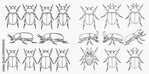Set of various beetle species in different views, detailed line art illustrations for entomology and biology studies.