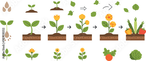 Plant Growth Stages Vector Illustration with Seed Germination, Flowering Process and Vegetable Harvest Cycle for Agriculture Education and Botanical Design\