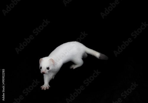 Fotografie European stoat (Mustela erminea) in white winter fur (miniver), only tail with black tip