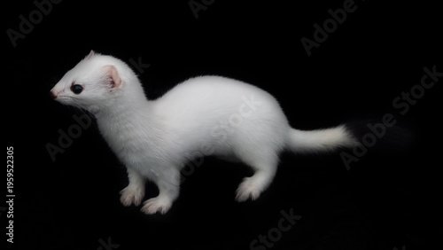 Bild auf Leinwand European stoat (Mustela erminea) in white winter fur (miniver), only tail with black tip