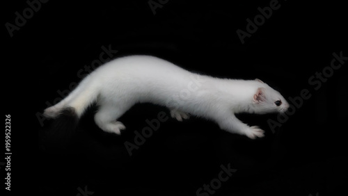 Bild auf Leinwand European stoat (Mustela erminea) in white winter fur (miniver), only tail with black tip