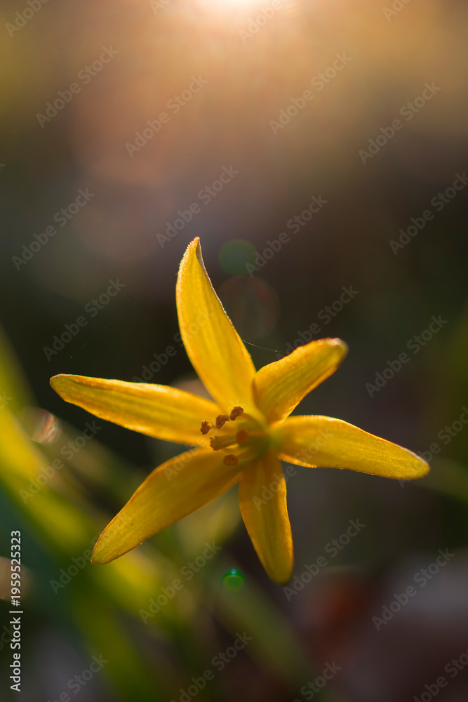 Fototapeta premium gelbe Blume