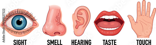 Five human senses set with eye nose ear mouth and hand icons sight smell hearing taste touch vector illustration