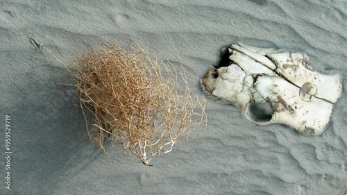 Animal skull and tumbleweed in Death Valley California	