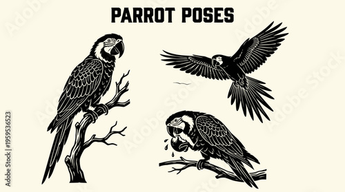 Three parrot illustrations on parchment background, vintage tattoo style, showing perched, flying, and feeding poses with detailed artistic linework.