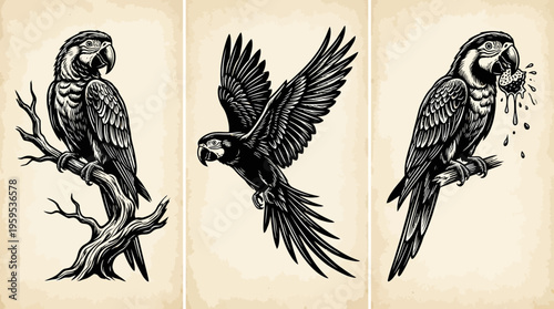 Three parrot illustrations on parchment background, vintage tattoo style, showing perched, flying, and feeding poses with detailed artistic linework.