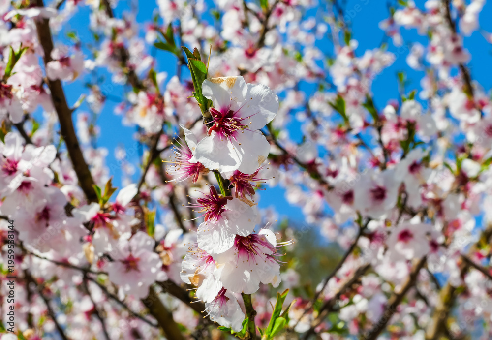 Obraz premium Mandelblüte vor blauem Himmel