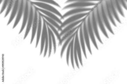 Tropical palm leaf shadow overlay on white background, soft natural sunlight botanical silhouette minimal abstract summer backdrop