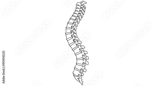 Detailed line drawing shows the human vertebral column or spine from a lateral view for medical education and anatomical study.