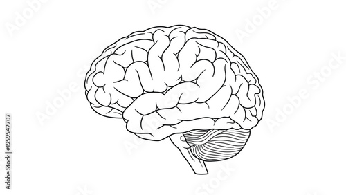 Detailed anatomical line drawing of a human brain showing the complex structures of the cerebrum and cerebellum.