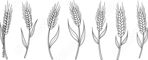 Hand drawn vector collection of wheat spikes outline isolated on white background for agriculture bread harvest and natural food branding.