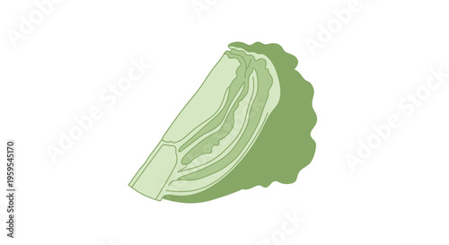 Green cabbage wedge cross section vector illustration on white