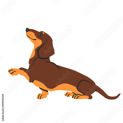 Cute brown and tan dachshund dog isolated on white background. Hand drawn vector illustration.	