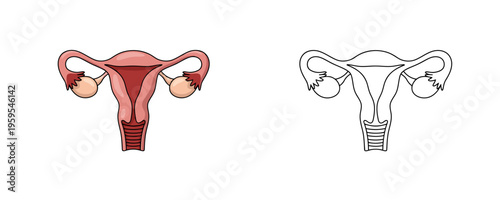 Detailed diagram showing an anatomical female reproductive system in pink and tan colors next to a black outline for education on white background