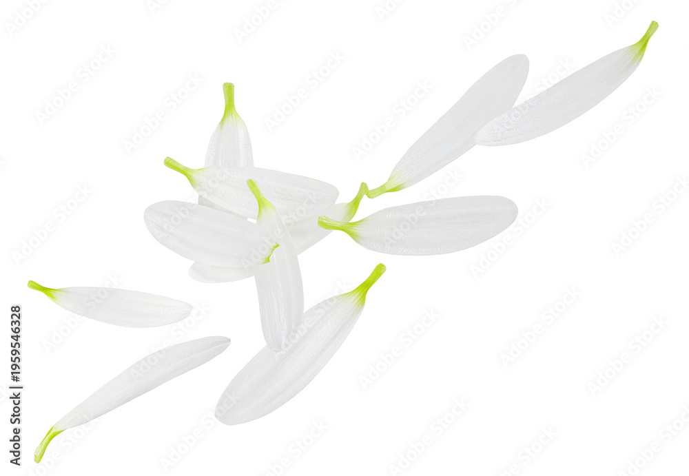 Obraz premium Flying Camomile petals isolated on white. White Petals explosion. Levitating Chamomile petals. Daisy (Marguerite) as a Herbal medicine.&nbsp;Pattern.