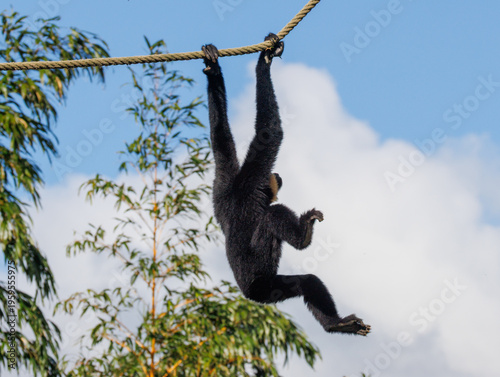 Fotografia Gibbon à favoris roux