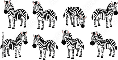 Zebra animals set with different poses standing grazing and walking wildlife safari vector illustration striped mammals collection isolated design