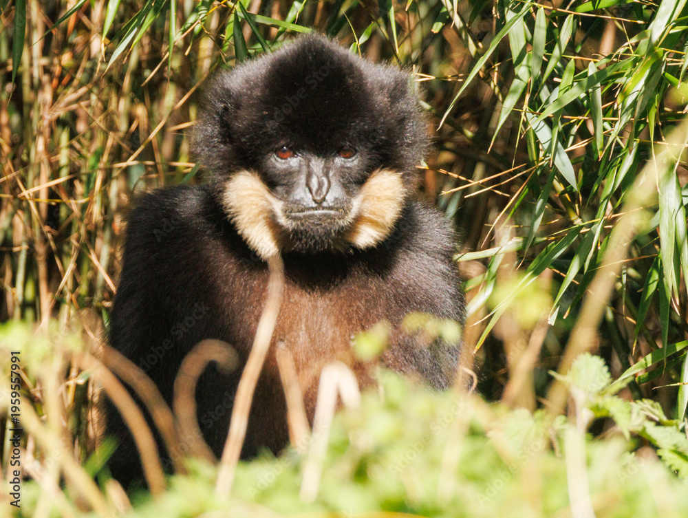 Obraz premium Gibbon à favoris roux