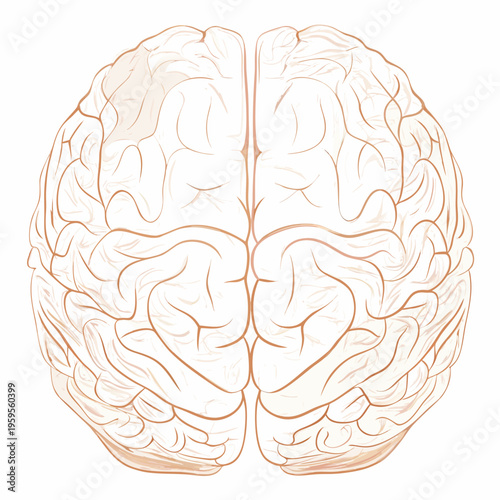 Detailed illustration of a human brain with highlighted cerebral cortex