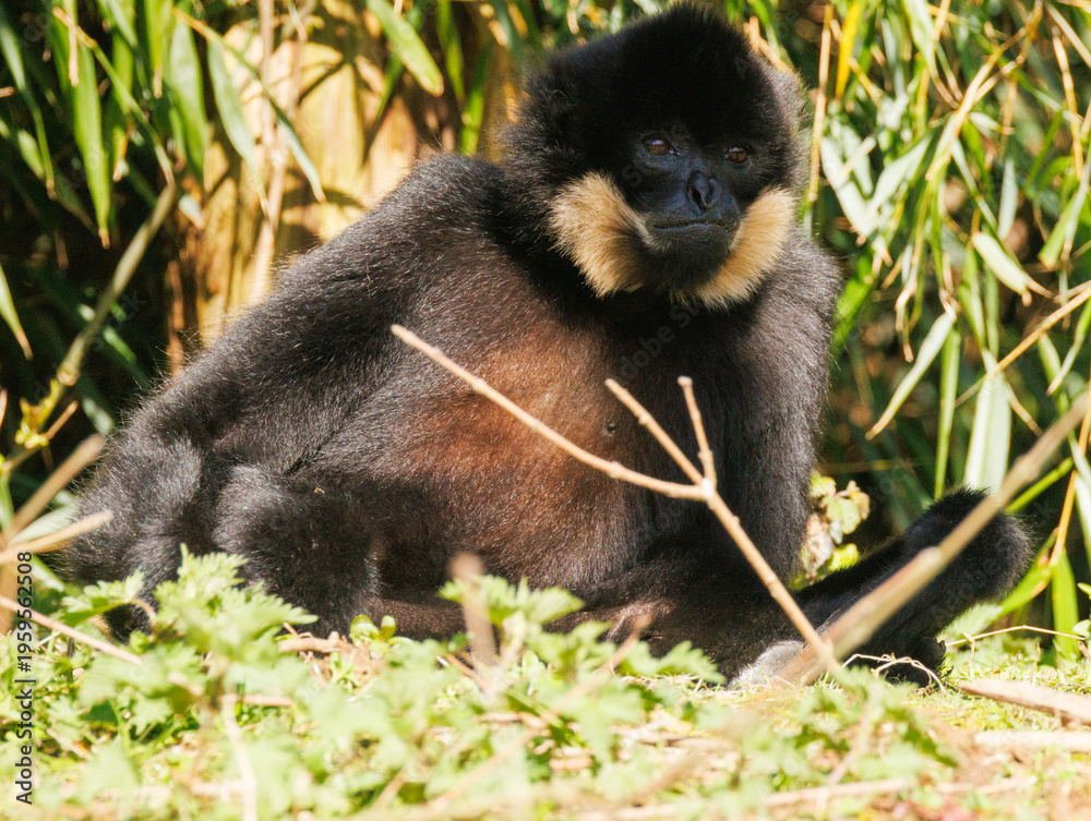 Obraz premium Gibbon à favoris roux