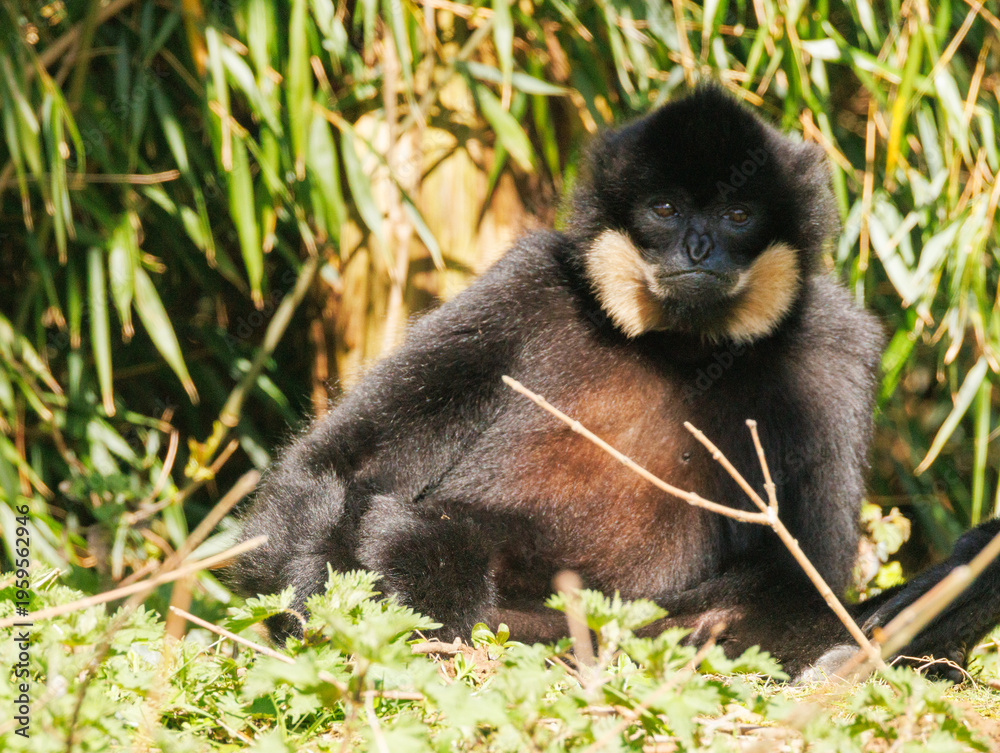 Obraz premium Gibbon à favoris roux