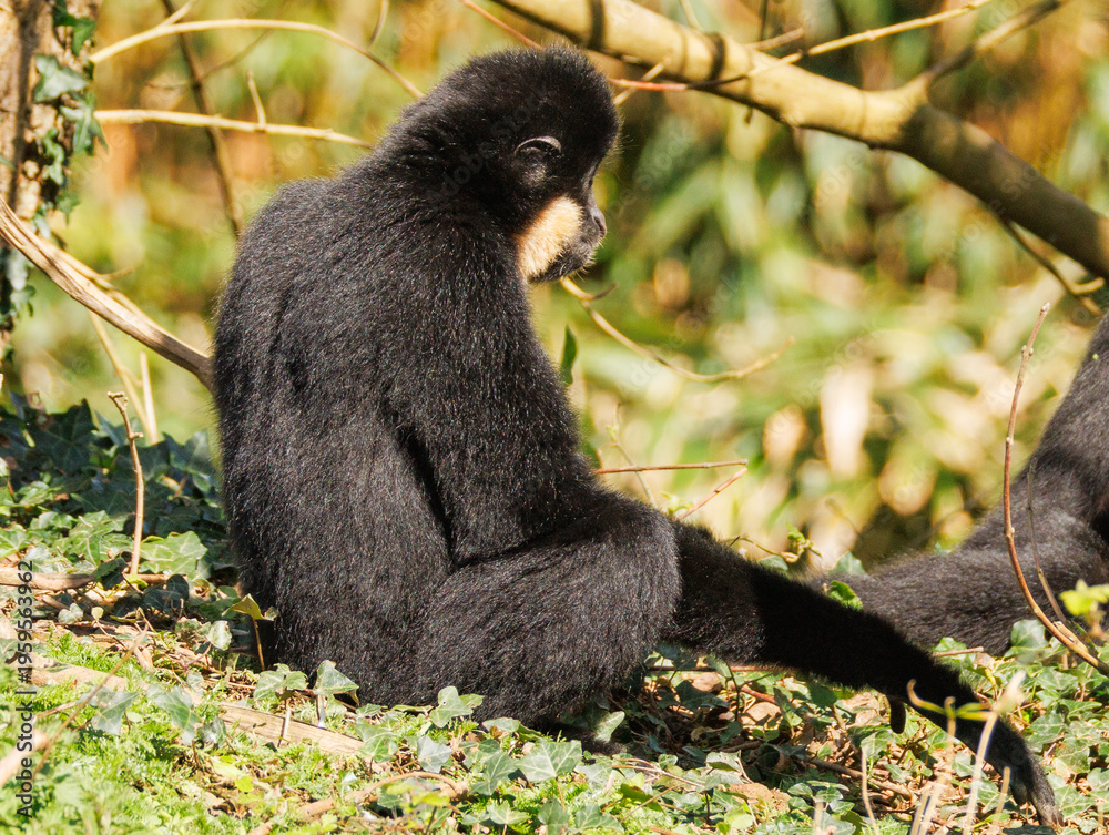 Obraz premium Gibbon à favoris roux