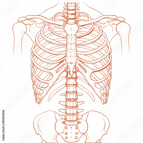 Anatomical illustration of the human ribcage spine and pelvic bones