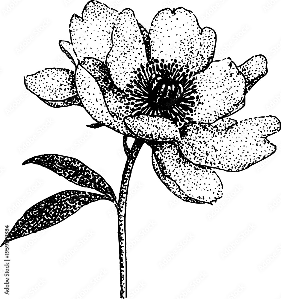 Fototapeta premium Black and white stippled peony flower illustration for design and art projects
