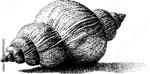 Black and white stippling spiral shell illustration for vintage design use