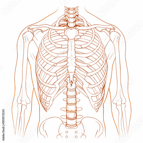 Anatomical illustration of the human ribcage spine and shoulder girdle