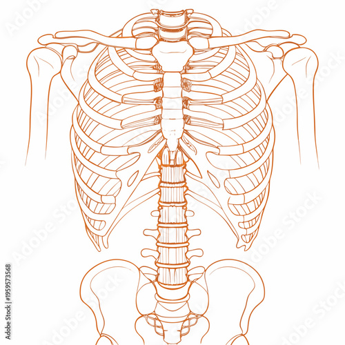 Anatomical illustration of the human ribcage spine and shoulder girdle