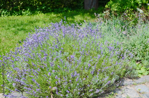 Purple lavender bushes grow on a flower bed in the garden on a sunny day