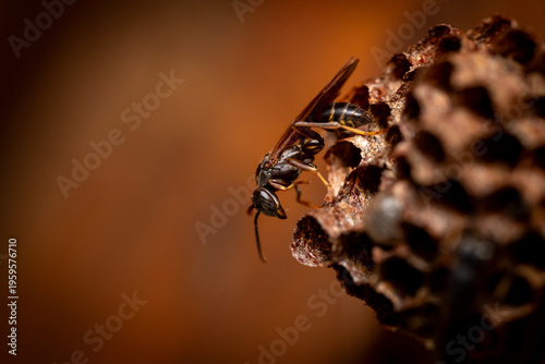 Valokuva Marimbondos Hymenoptera (Vespidae)