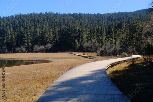 Fotografía A serene wooden boardwalk curves gracefully through a golden wetland meadow, leading visitors toward a dense pine forest under a clear blue sky